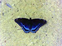 White Admiral - "Red-Spotted Purple"