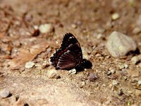 White Admiral - "intergrade" - Hamilton County, NY