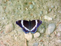White Admiral  - Hamilton County, NY