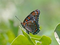 White Admiral - "Red-Spotted Purple" - Albany County, NY - 07/26/13