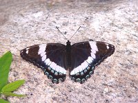 White Admiral - Hamilton County, NY - 07/10/04