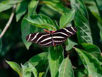 Zebra Heliconian - Dade County, FL - 04/25/11