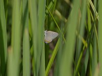 Acadian Hairstreak - Oneida County, NY - 06/20/07