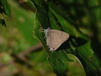 Banded Hairstreak - Saratoga County, NY - 6/28/06