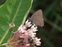 Banded Hairstreak - Saratoga County, NY - 07/17/05