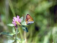 Bronze Copper - Saratoga County, NY