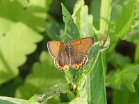 Bronze Copper - Saratoga County, NY - 06/04/03