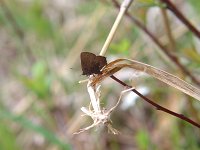 Brown Elfin - Albany County, NY - 05/15/04