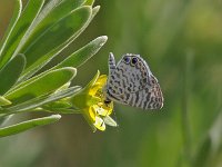 Cassius Blue - Monroe County, FL - 04/17/08
