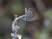 Eastern Pygmy-Blue - Monroe County, FL - 06/05/10