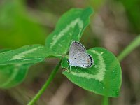 Eastern Tailed-Blue - Saratoga County, NY - 08/16/14