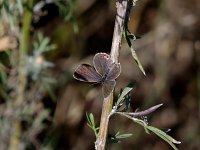 Eastern Tailed-Blue - Atlantic County, NJ - 09/15/10