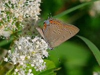 Edward's Hairstreak - Albany County, NY - 07/01/11