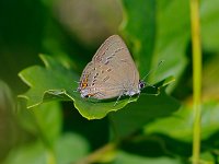 Edward's Hairstreak - Albany County, NY - 07/01/11