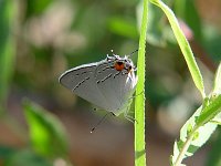 Gray Hairstreak - Pima County, AZ - 08/28/06