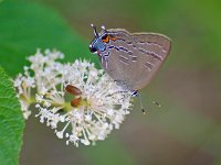 Hickory Hairstreak - Albany County, NY - 07/01/11