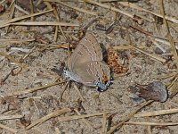 Hickory Hairstreak - Albany County, NY - 07/01/11