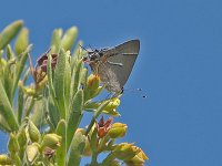 Martial Scrub-Hairstreak - Monroe County, FL - 04/17/08