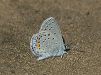 "Karner Blue" -  male - Saratoga County, NY - 05/28/08