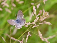 Silvery Blue - Saratoga County,  NY - 06/05/04