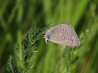 Silvery Blue - Saratoga County,  NY - 05/17/04