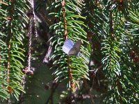 Spring Azure Complex 'spruce' - Saratoga County, NY - 04/20/14