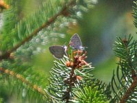 Spring Azure Complex 'spruce' - Saratoga County, NY - 04/20/14