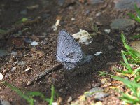 Spring Azure Complex "lucia" - Albany County, NY -  05/23/04