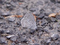 Spring Azure Complex "violacia" - Albany County, NY -  05/15/04