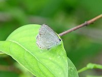 Spring Azure Complex "violacia" - Albany County, NY -  05/23/04
