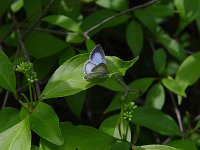 Spring Azure Complex "violacia" - Albany County, NY -  05/23/04