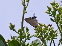 White M Hairstreak - Cape May, NJ - 09/17/10