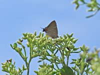 White M Hairstreak - Cape May, NJ - 09/17/10