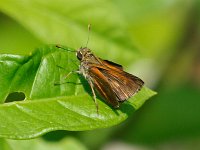 Baracoa Skipper - Monroe County, FL - 05/03/14
