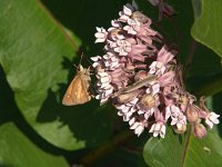 Broad-Winged Skipper - Hamilton County, NY - 07/10/05