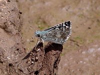 Common Checkered-Skipper - Cochise County, AZ - 08/23/06