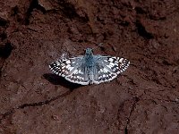 Common Checkered-Skipper - Cochise County, AZ - 08/23/06