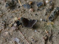 Common Sootywing - Hampden County, MA - 08/08/11