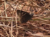 Confused Cloudywing - Bibb County, GA - 05/08/05