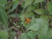 Delaware Skipper - Warren County, NY - 07/14/07