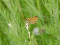 European Skipper - Saratoga County, NY - 06/05/04