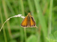 European Skipper - Saratoga County, NY - 06/05/04