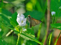 Indian Skipper - Albany County, NY - 06/05/14