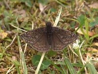 Juvenal's Duskywing - Great Smokies NP, Cherokee NC - 05/10/05