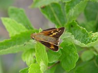 Leonard's Skipper - Hamilton County, NY - 08/27/05