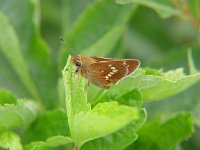 Leonard's Skipper - Hamilton County, NY - 08/27/05