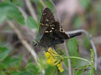 Long-Tailed Skipper - Horry County,  SC - 10/13/06