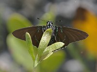 Mangrove Skipper - Dade County, FL - 04/16/08