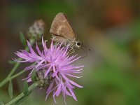Northern Broken-Dash - Saratoga County, NY - 07/23/06