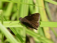Northern Cloudywing - Little Pee Dee State Park, SC - 05/4/05